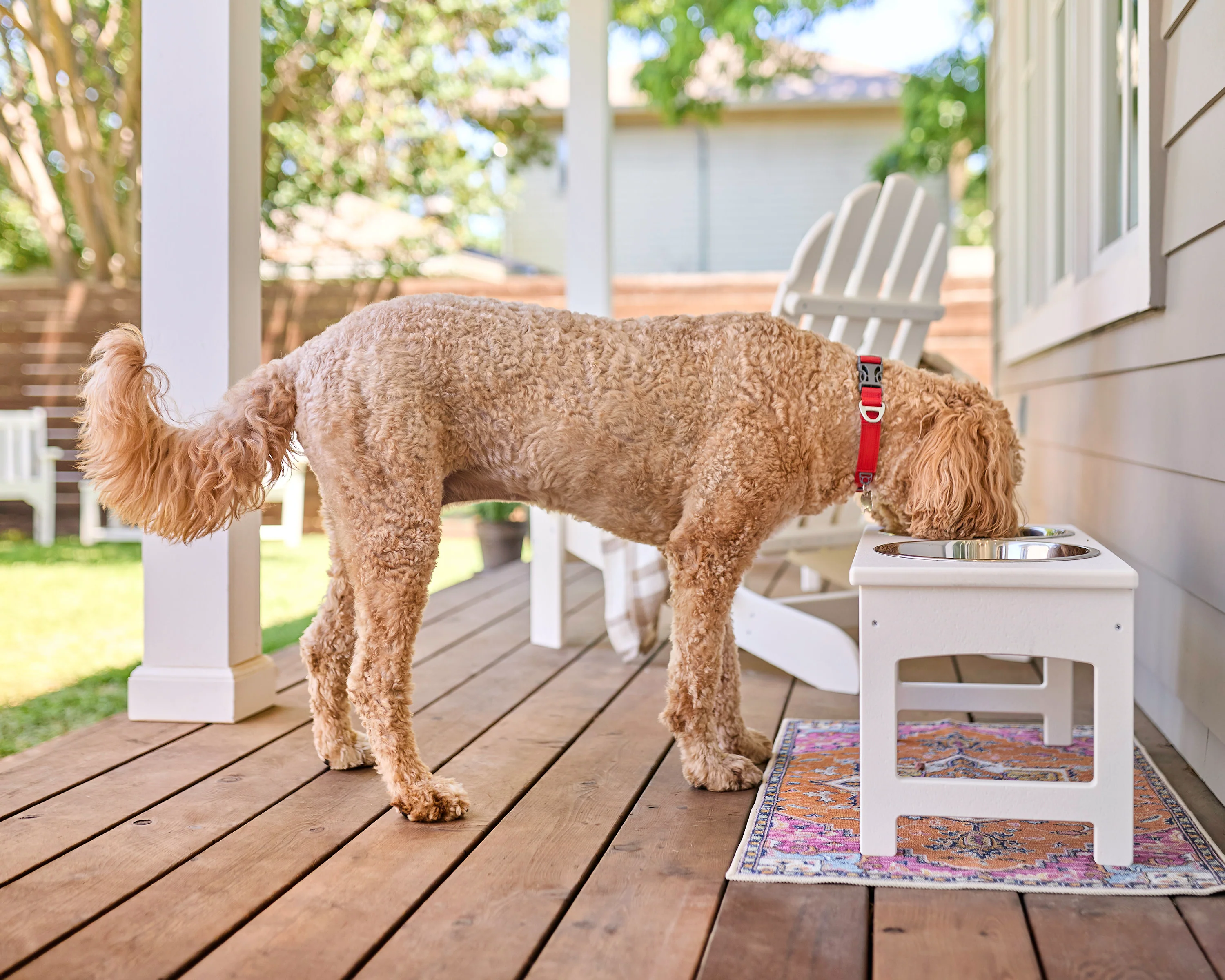Pet Feeder - Image 11