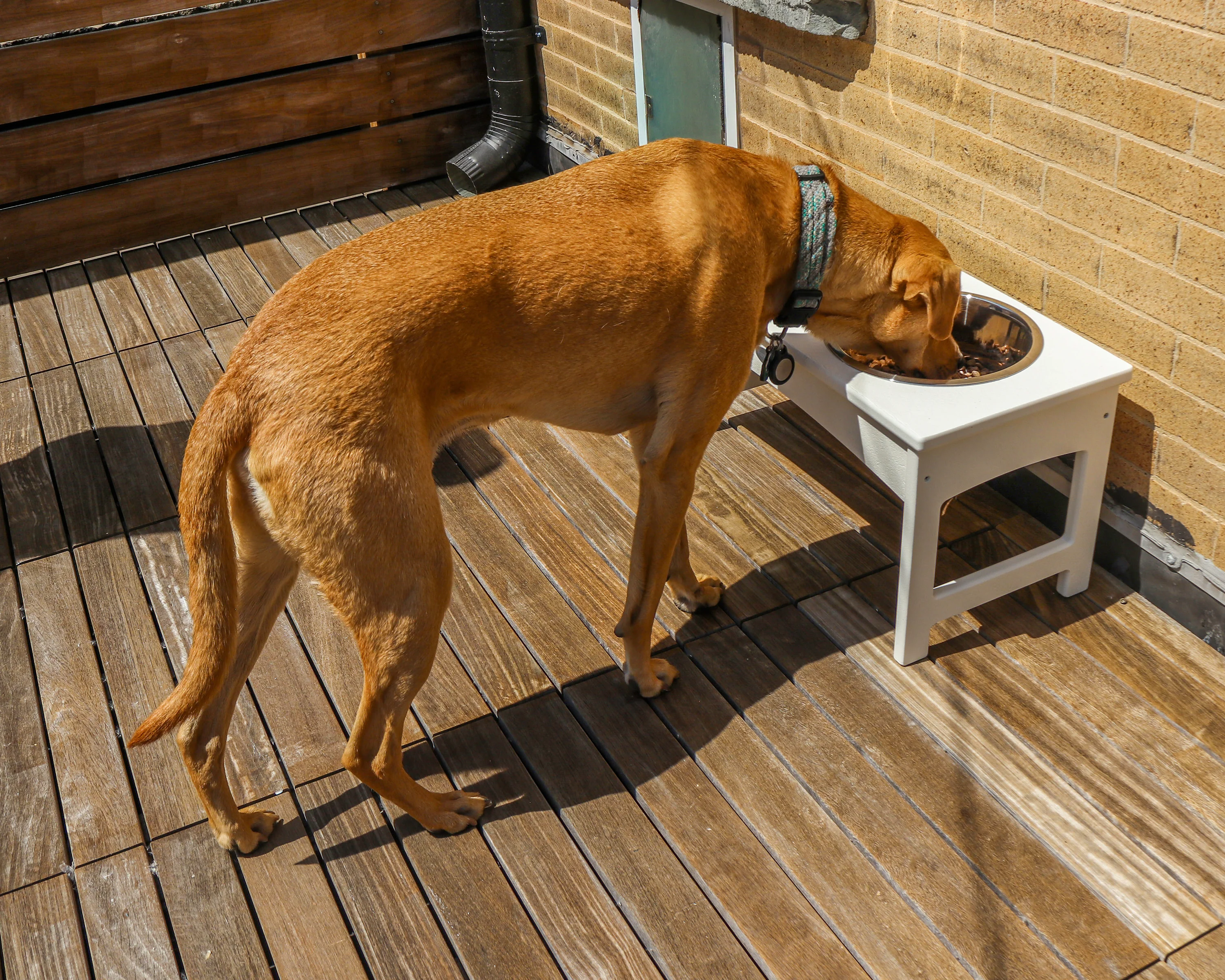 Pet Feeder - Image 4