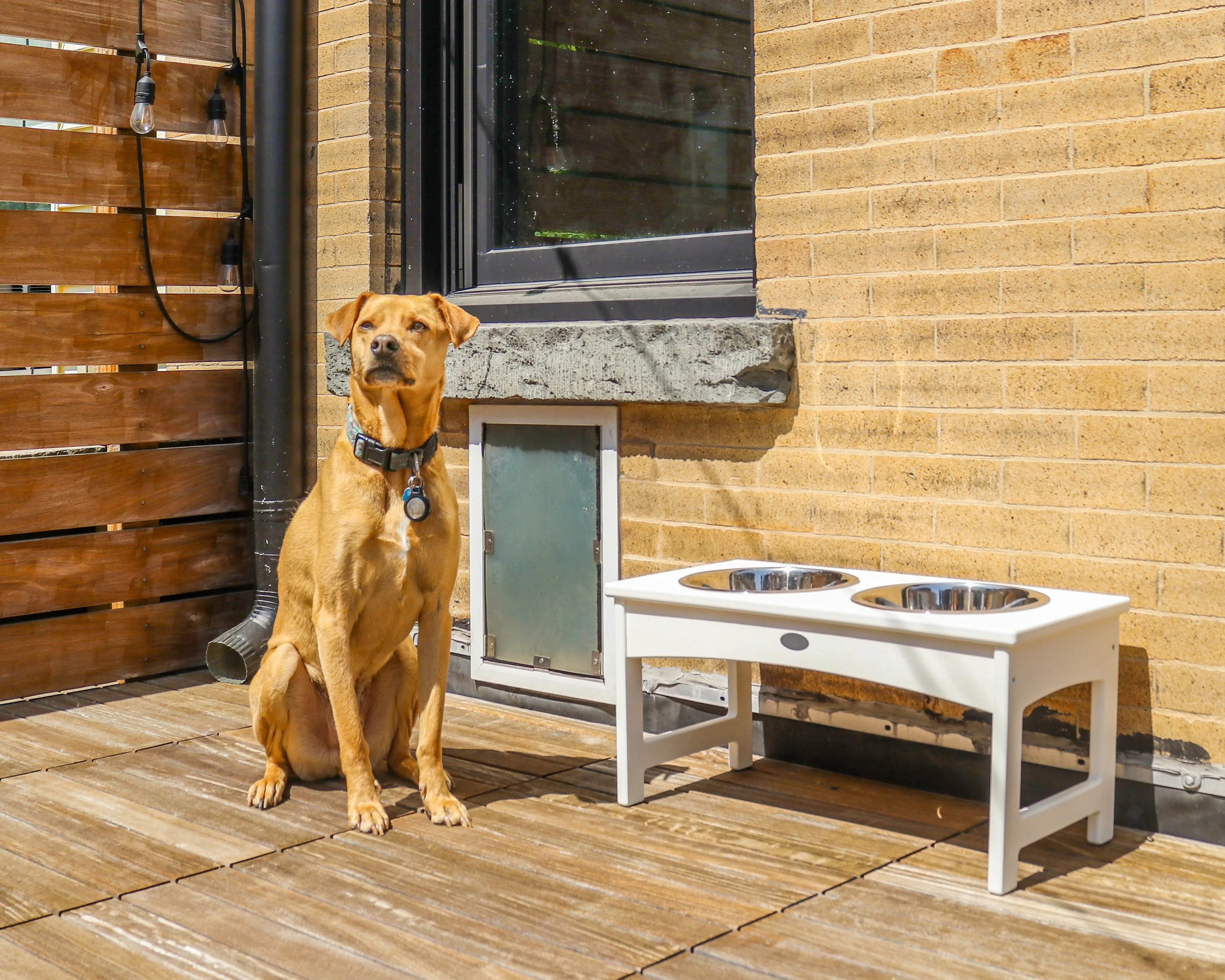 Pet Feeder - Image 5