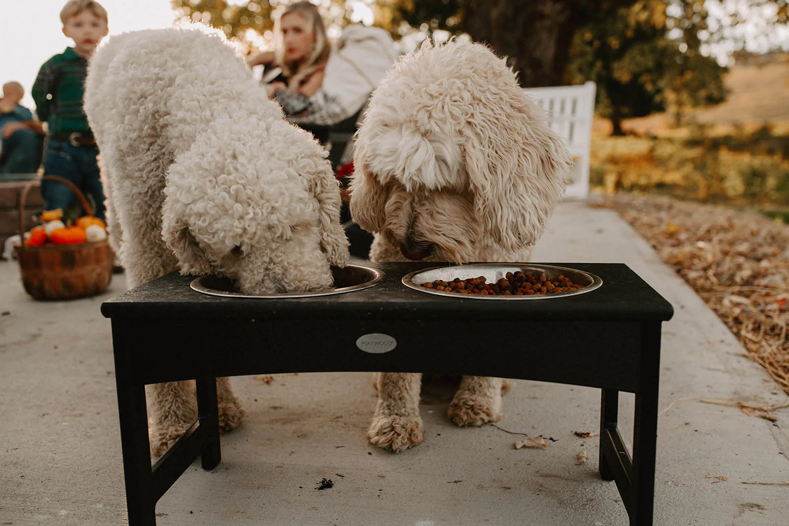 Pet Feeder - Image 6